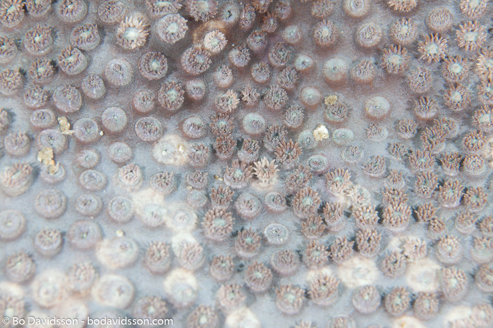 BD-111127-Raja-Ampat-5405-Hydnophora-microconus.-(Lamarck.-1816)-[Spine-coral].jpg